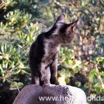 Our neighbour, a cute little black kitten