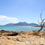 Desserted boat and dead tree at Foinikas beach