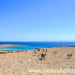 Goats over Pori beach