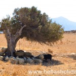 Sheep seeking for some shade under the burning sun