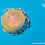 Jellyfish outside the port of Epidavros